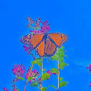 Meet your Posher, Aneeka